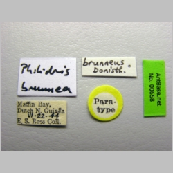 Philidris brunnea Donisthorpe, 1949 label