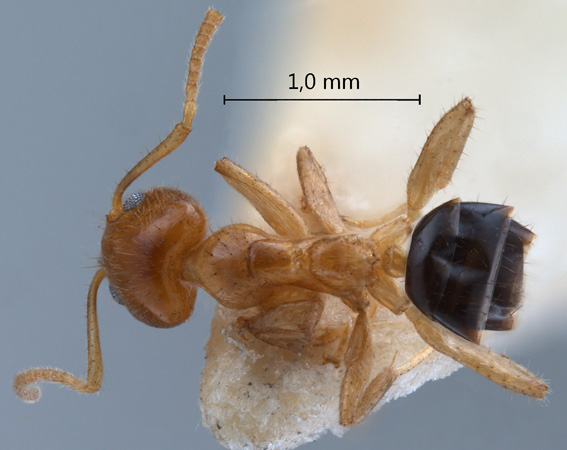 Philidris myrmecodiae nigriventris  dorsal