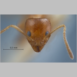 Philidris myrmecodiae nigriventris  Donisthorpe, 1941 frontal