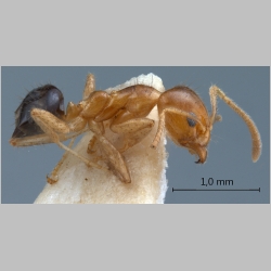 Philidris myrmecodiae nigriventris  Donisthorpe, 1941 lateral