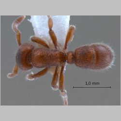 Proceratium dusun De Andrade, 2003 dorsal