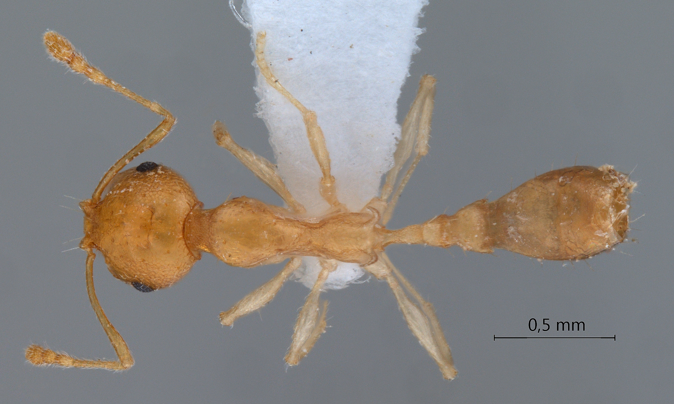 Recurvidris browni dorsal
