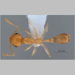 Recurvidris browni Bolton, 1992 dorsal