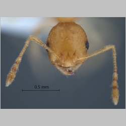 Recurvidris browni Bolton, 1992 frontal