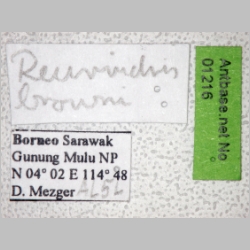 Recurvidris browni Bolton, 1992 label