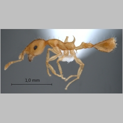Recurvidris browni Bolton, 1992 lateral