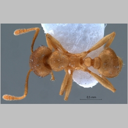 Rhoptromyrmex wroughtonii Forel, 1902 dorsal