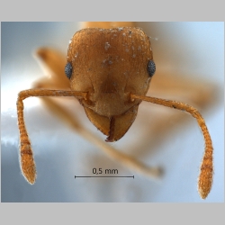 Rhoptromyrmex wroughtonii Forel, 1902 frontal