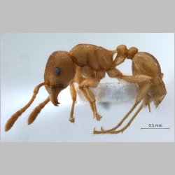 Rhoptromyrmex wroughtonii Forel, 1902 lateral