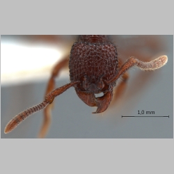 Secostruma lethifera Bolton, 1988 frontal