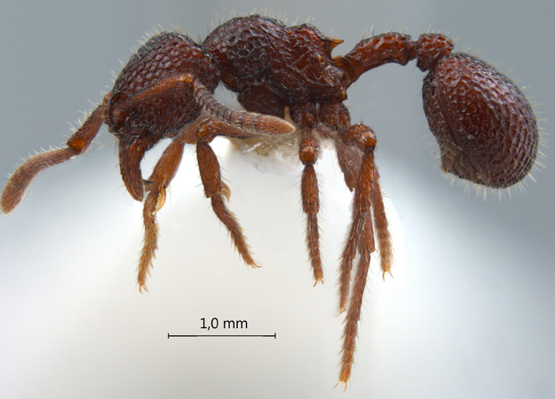 Secostruma lethifera lateral