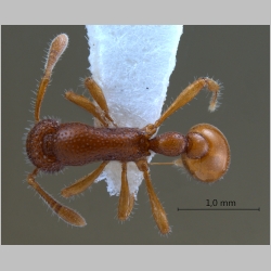 Tyrannomyrmex rex Fernández, 2003 dorsal