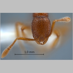 Tyrannomyrmex rex Fernández, 2003 frontal