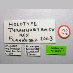 Tyrannomyrmex rex Fernández, 2003 label