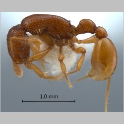 Tyrannomyrmex rex Fernández, 2003 lateral