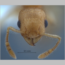 Vombisidris dryas Bolton, 1991 frontal