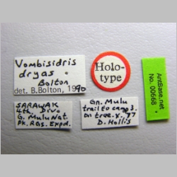 Vombisidris dryas Bolton, 1991 label