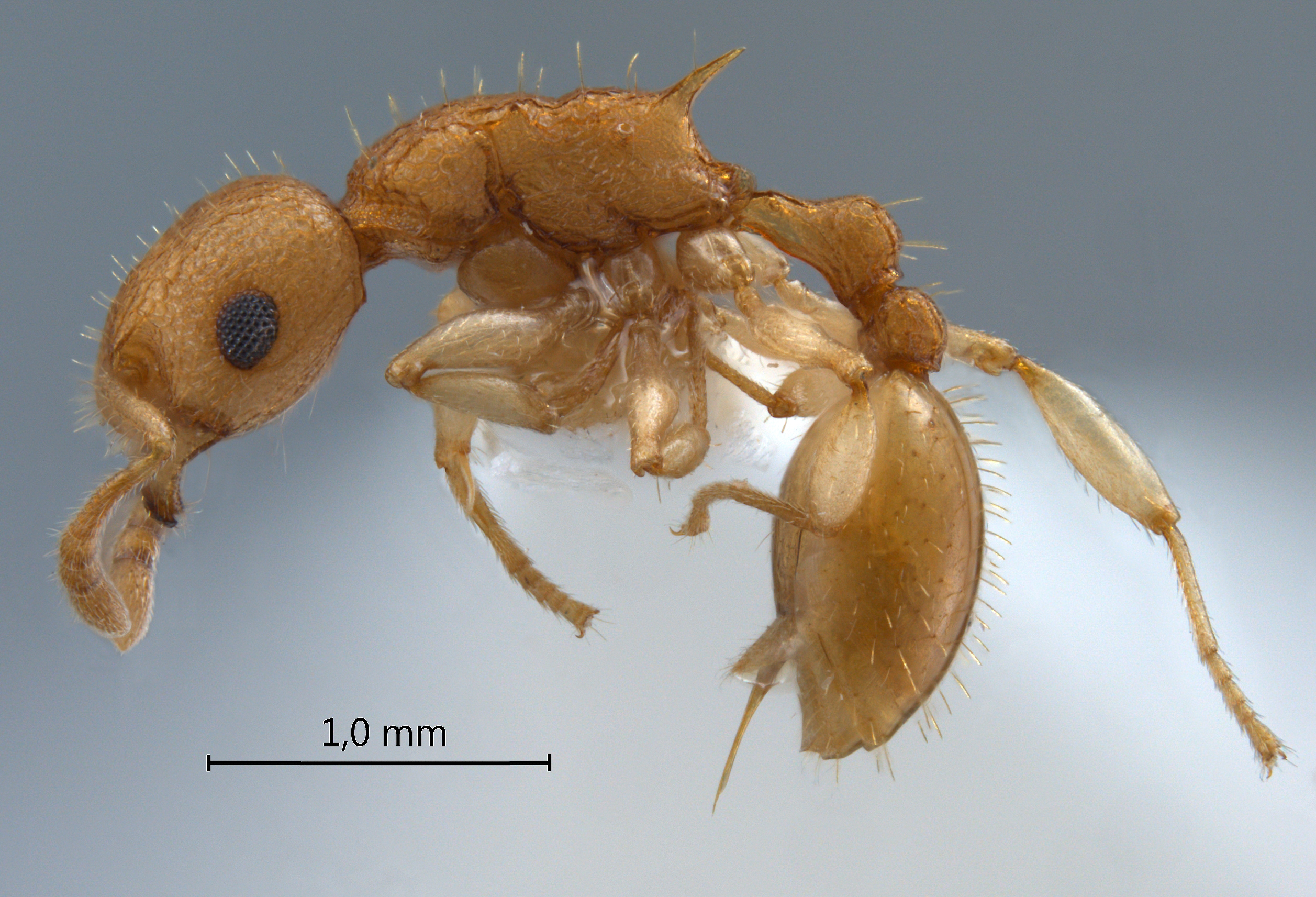 Vombisidris dryas lateral