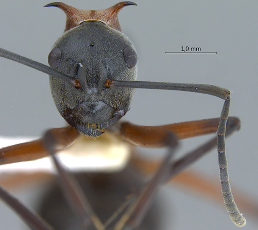 Polyrhachis bellicosa frontal