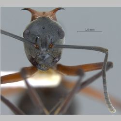 Polyrhachis bellicosa Smith, 1859 frontal