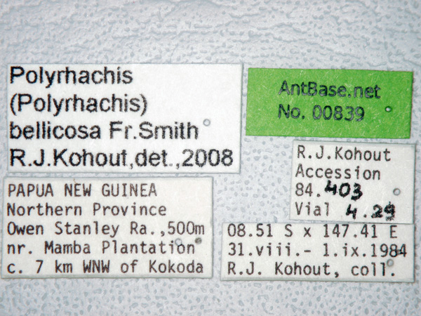 Polyrhachis bellicosa label