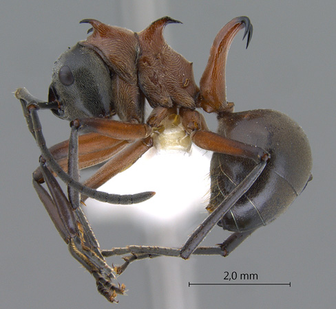 Polyrhachis bellicosa lateral