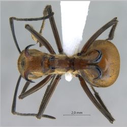 Polyrhachis bihamata Drury, 1773 dorsal