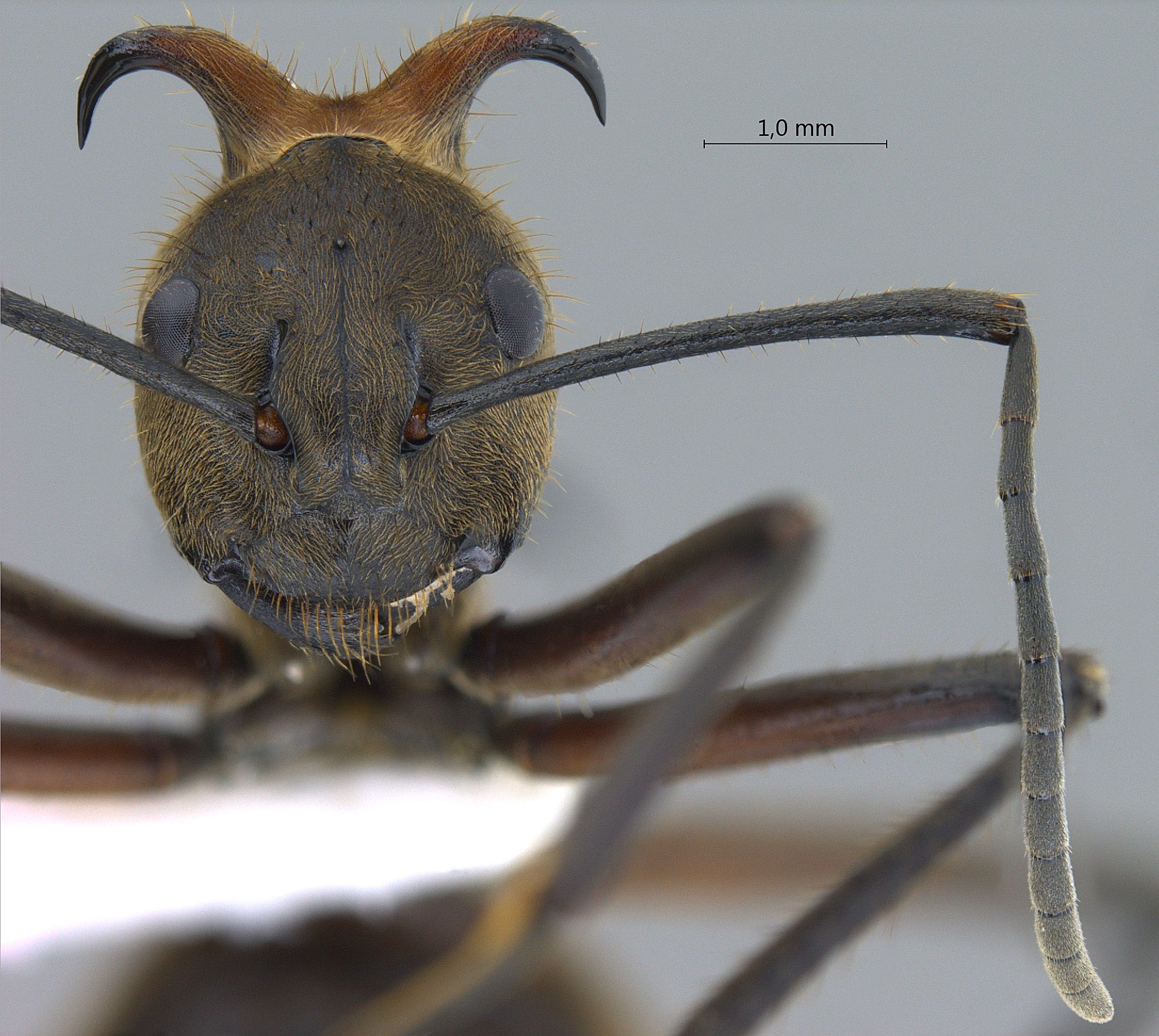 Polyrhachis bihamata frontal