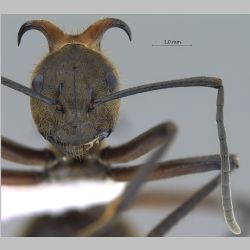 Polyrhachis bihamata Drury, 1773 frontal