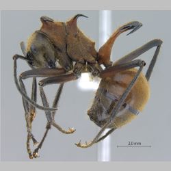 Polyrhachis bihamata Drury, 1773 lateral