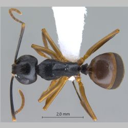 Polyrhachis equina Smith, 1857 dorsal