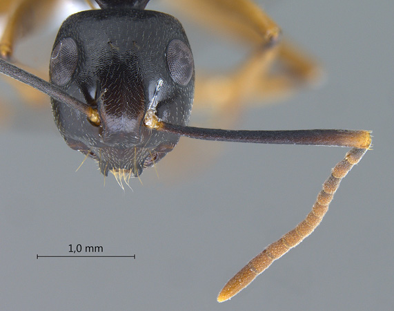 Polyrhachis equina frontal