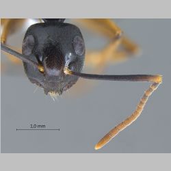 Polyrhachis equina Smith, 1857 frontal