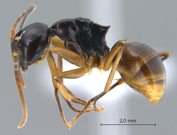 Polyrhachis equina lateral