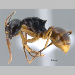 Polyrhachis equina Smith, 1857 lateral