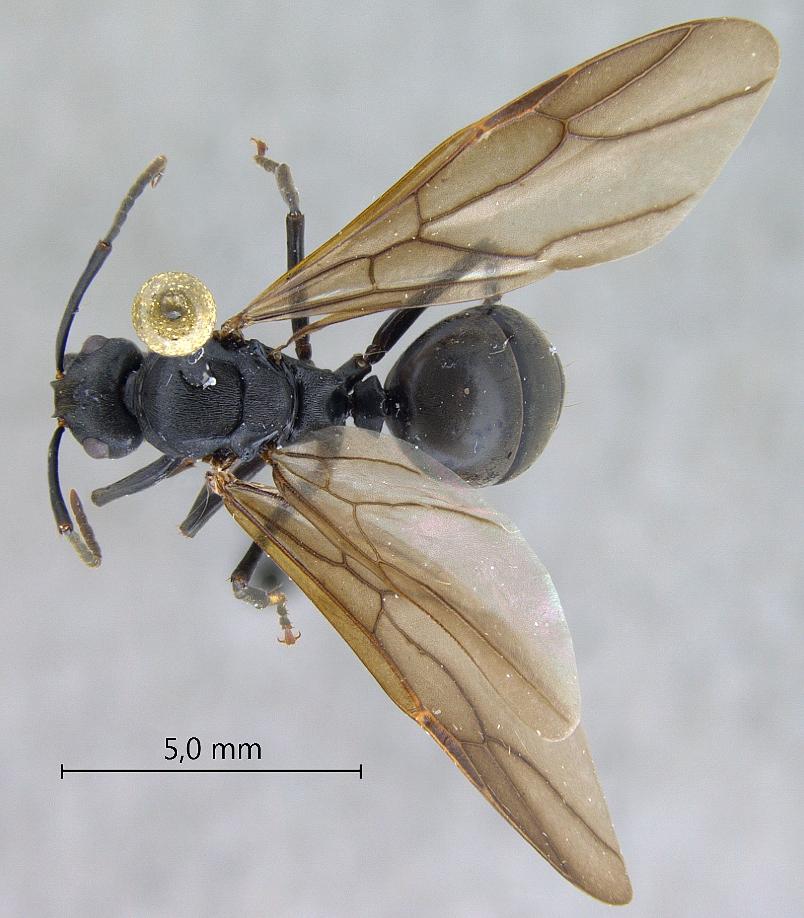 Polyrhachis equina queen dorsal