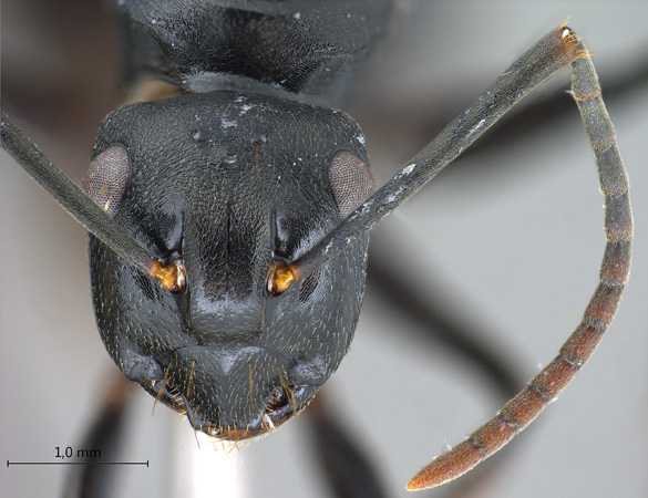 Polyrhachis equina queen frontal