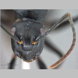 Polyrhachis equina queen Smith, 1857 frontal