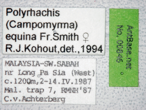 Polyrhachis equina queen label