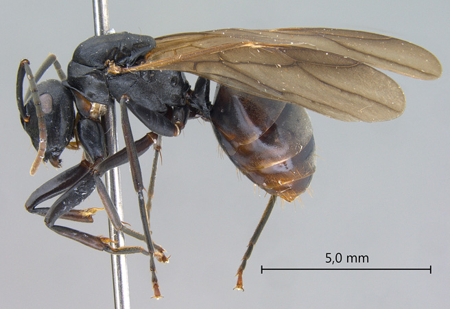 Polyrhachis equina queen lateral