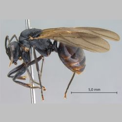 Polyrhachis equina queen Smith, 1857 lateral