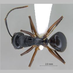 Polyrhachis gribodoi Emery, 1887 dorsal