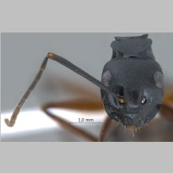 Polyrhachis gribodoi Emery, 1887 frontal