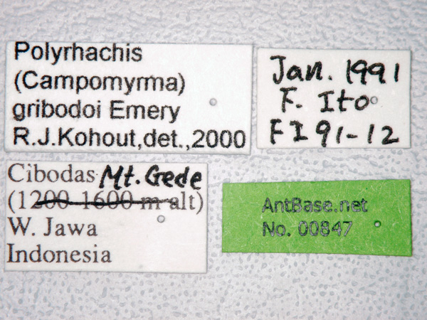 Polyrhachis gribodoi label