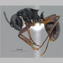 Polyrhachis gribodoi Emery, 1887 lateral