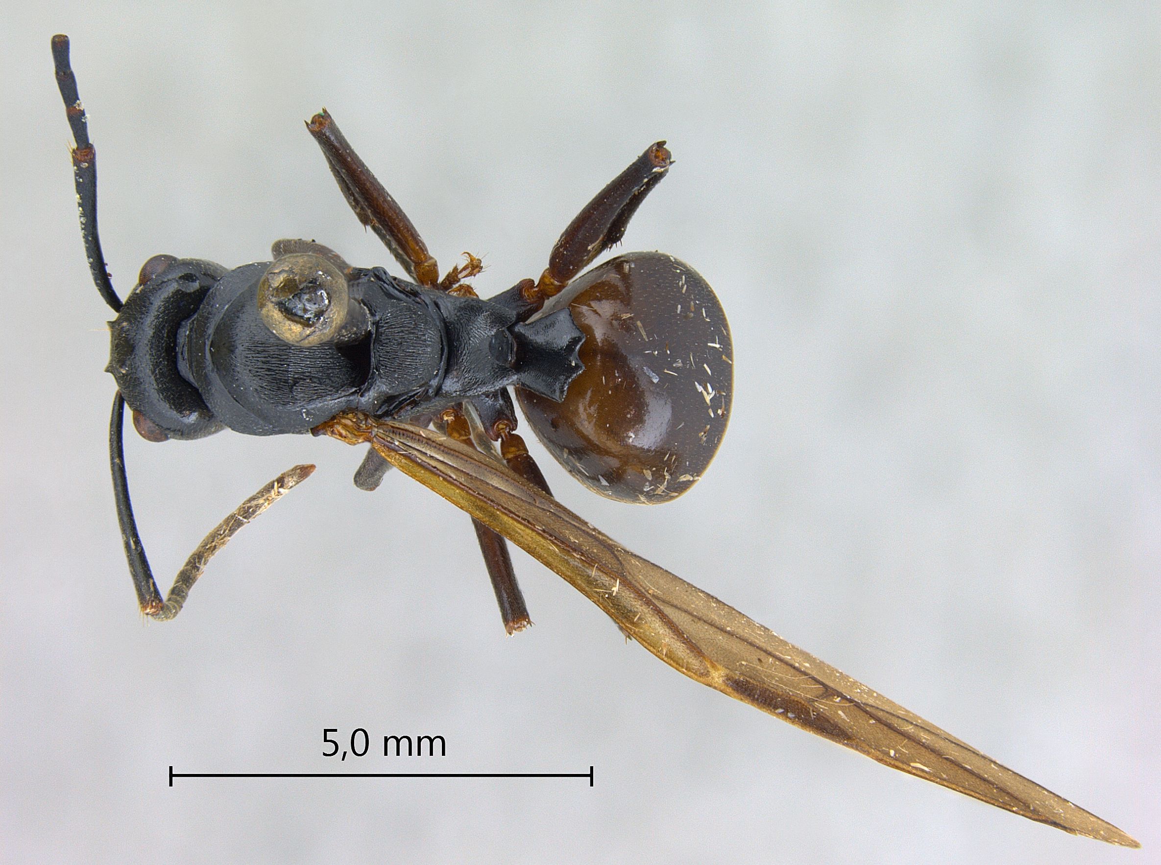 Polyrhachis gribodoi queen dorsal