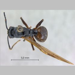 Polyrhachis gribodoi queen Emery, 1887 dorsal