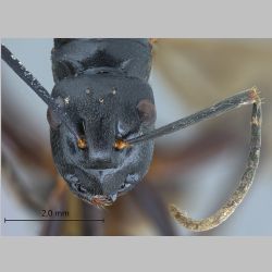 Polyrhachis gribodoi queen Emery, 1887 frontal