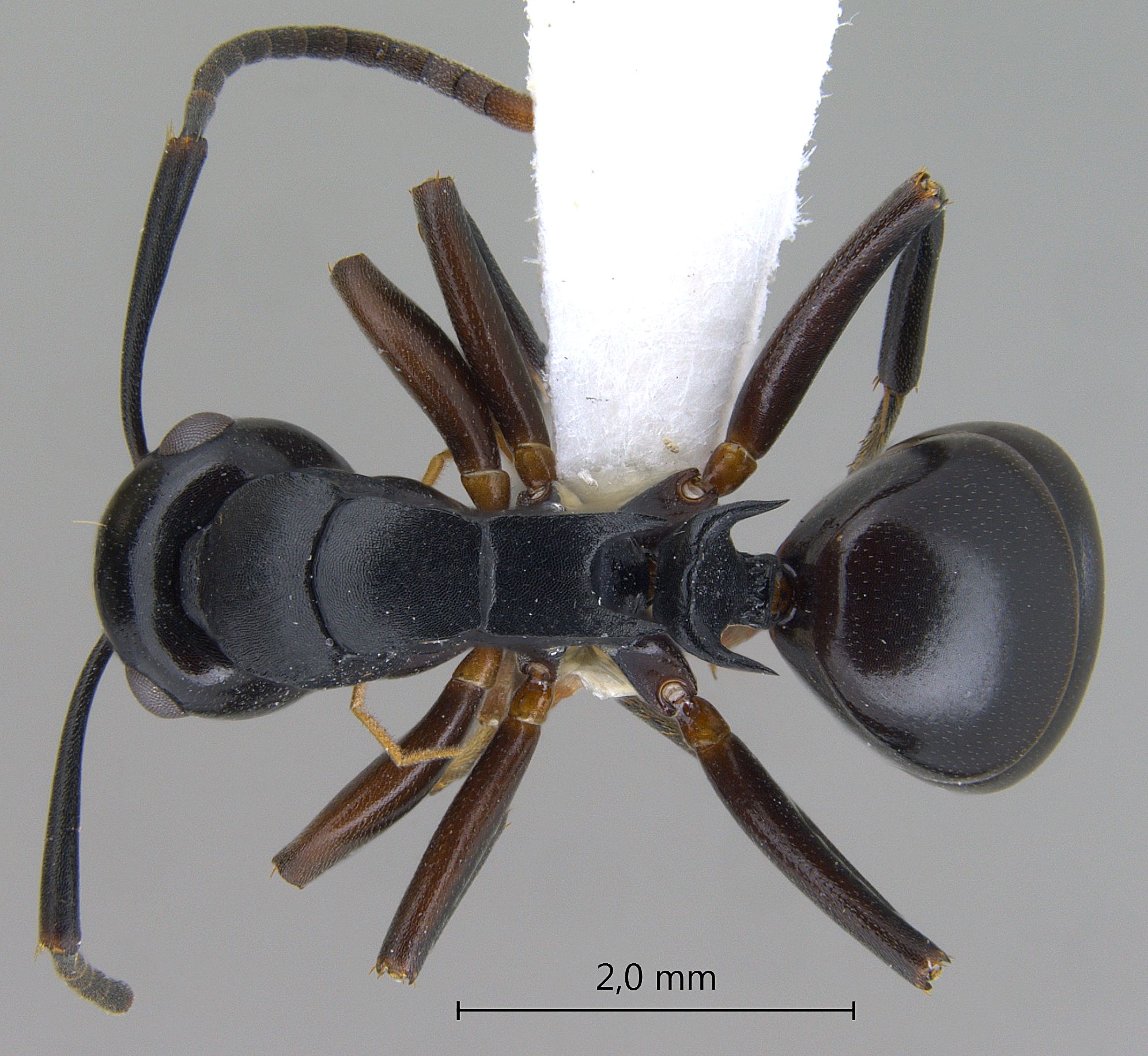 Polyrhachis hashimotoi dorsal