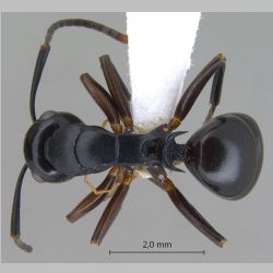 Polyrhachis hashimotoi Kohout, 2007 dorsal